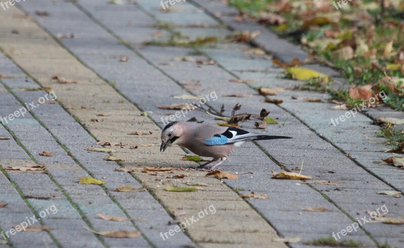 Jay Bird Animal Garrulus Glandarius Wild