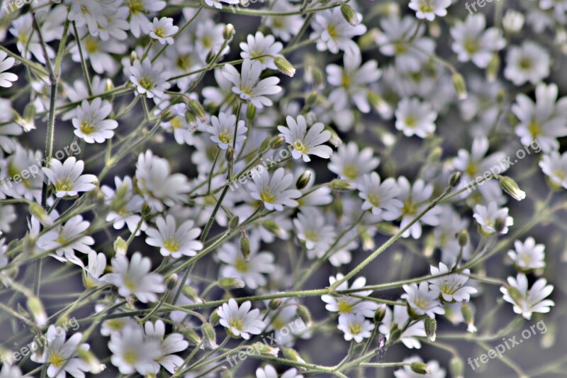 Flowers Background Desktop Texture Grey