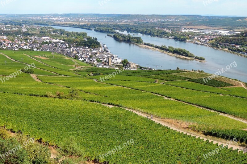 Rhine Vineyard River Rhine Valley Rudesheim