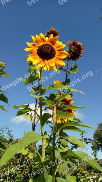 Summer Flower Sunflowers Helianthius Free Photos