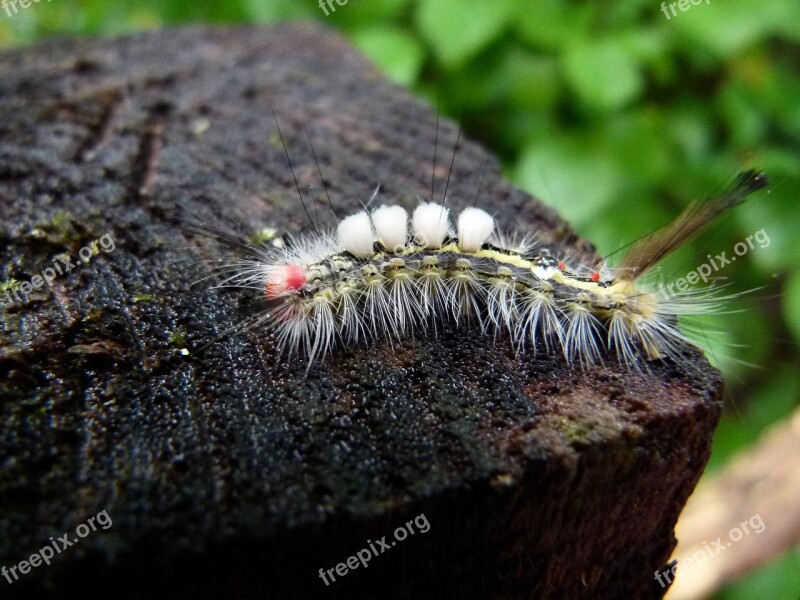 White-marked Tussock Moth Caterpillar Orgyia