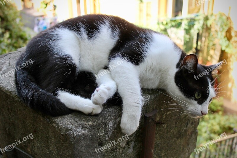 Cat Kitten Cute Cute Cat Black And White