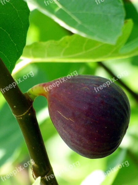 Fig Fruit Food Nature Summer