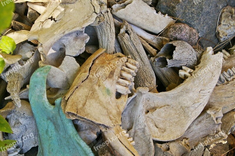 Bone Fund Excavations Skull Skeleton Death