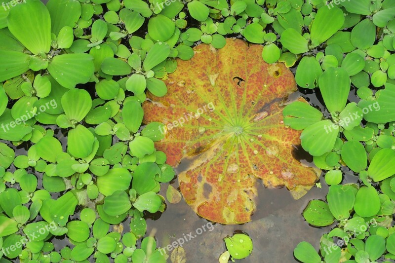 Brandy Bottle Yellow Water Lily Water Lotus The River Of Bone Aquatic Plants