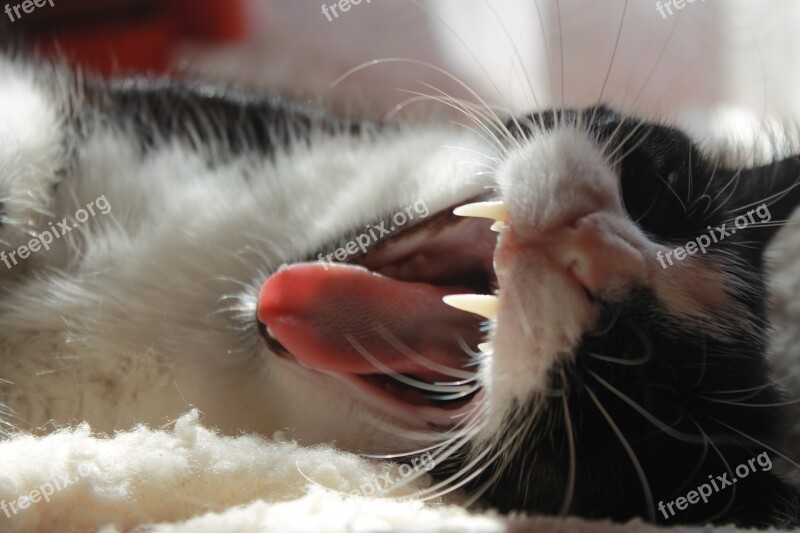 Cat Teeth Fangs Mammal Animal