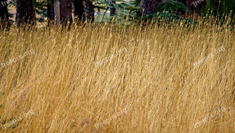 Grass High Dry Grassy Grassland