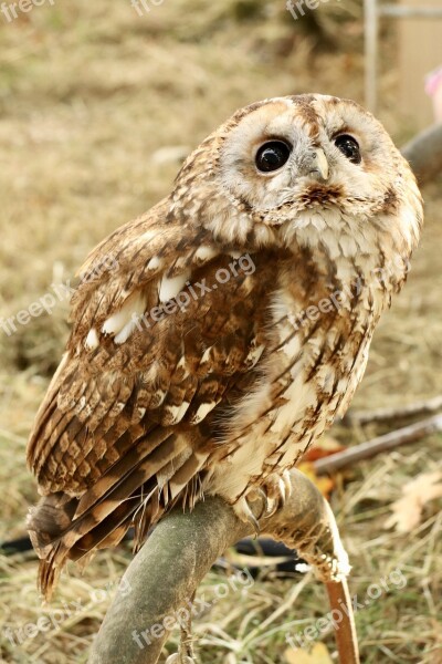 Tawny Owl Owl Nocturnal Bird Free Photos