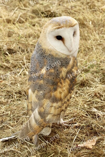 Barn Owl Owl Bird Free Photos