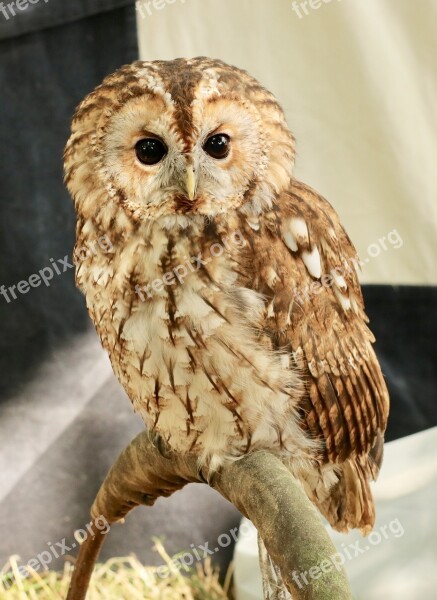 Tawny Owl Bird Free Photos