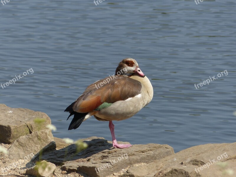 Egyptian Goose Goose Adult Lake Roosting