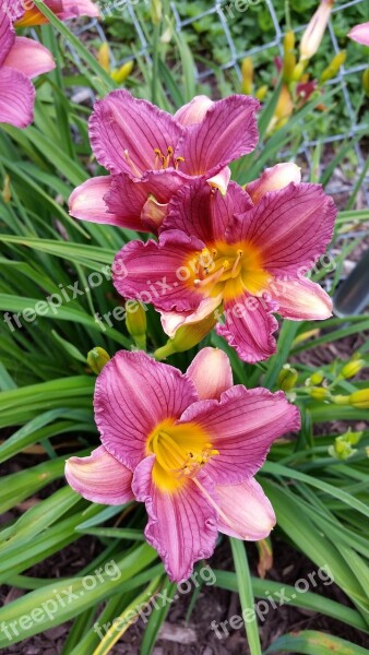 Pink Day Lilies Flowers Free Photos