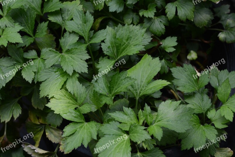 Herb Green Food Plant Leaves