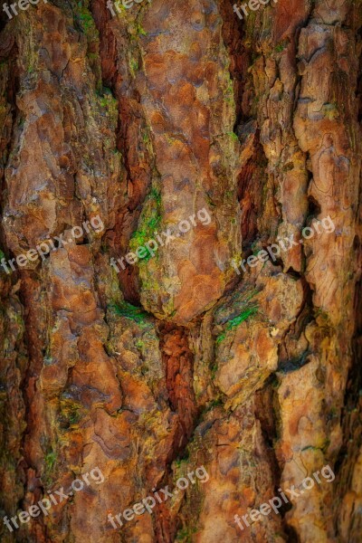 Tree Bark Beautiful Bark Tree Nature