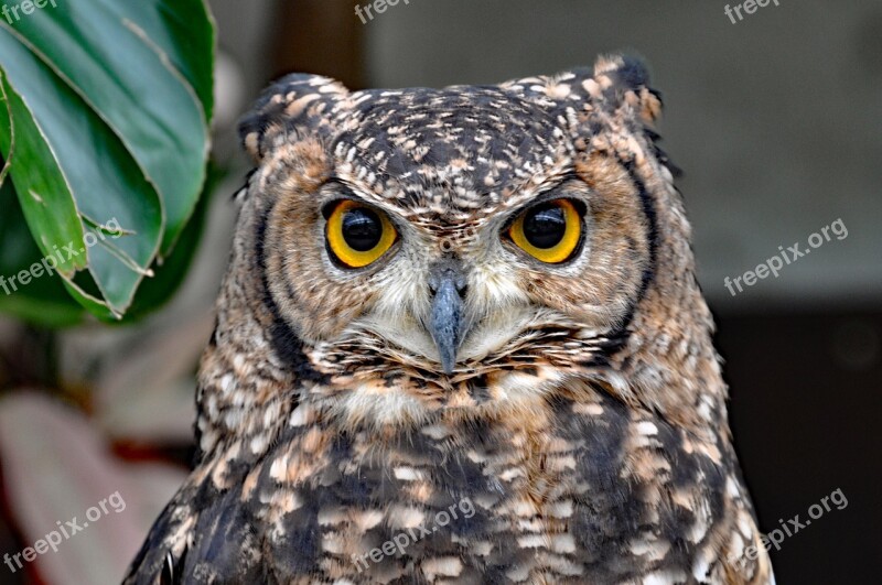 Owl Bird Animal Birds Of Prey Free Photos