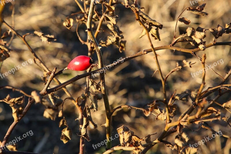 Rose Hip Dry Autumn Free Photos