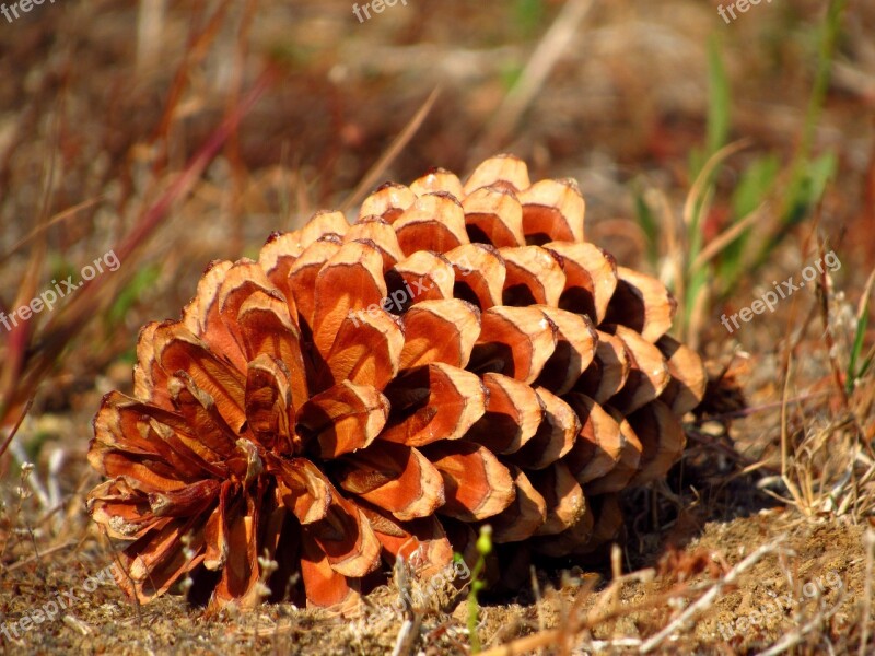 Pinecone Pine Cone Tree Evergreen