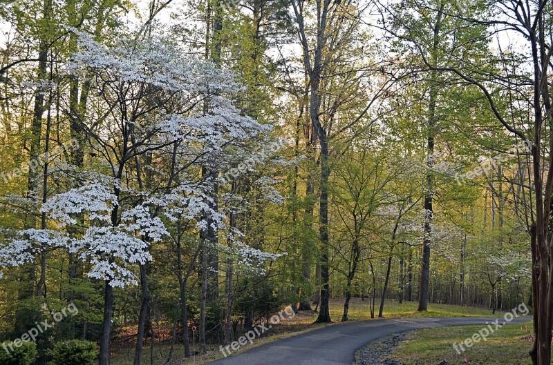 Dogwoods Trees Woods Rural Nature