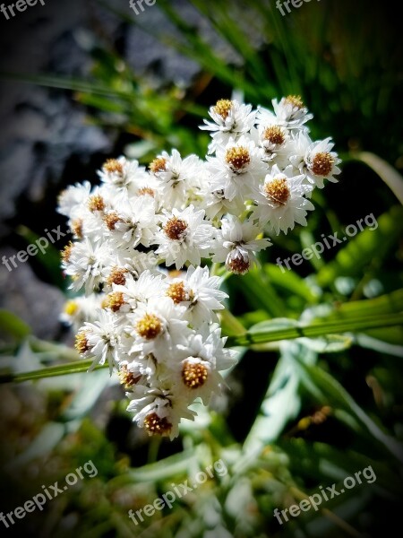 Feverfew White Flowers Baby's Breath Wildflowers Blooms