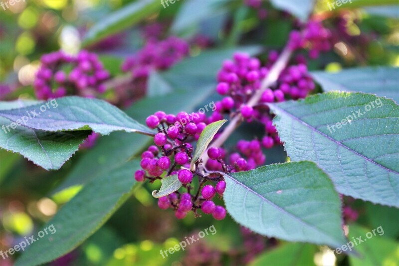 Nonpareils Bush Nature Sprinkles Shrub Garden