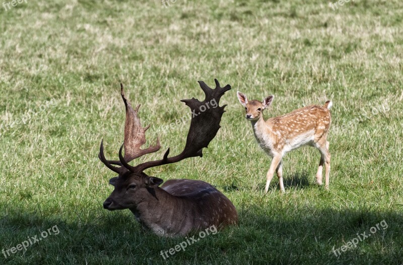 Roe Deer Nature Park Animal World Wild