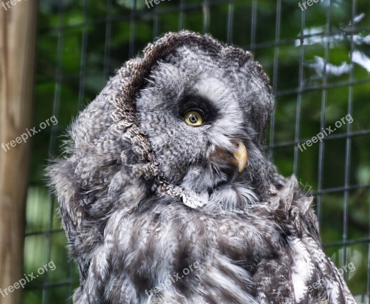 Bird Owl Eagle Owl Nature Bird Of Prey