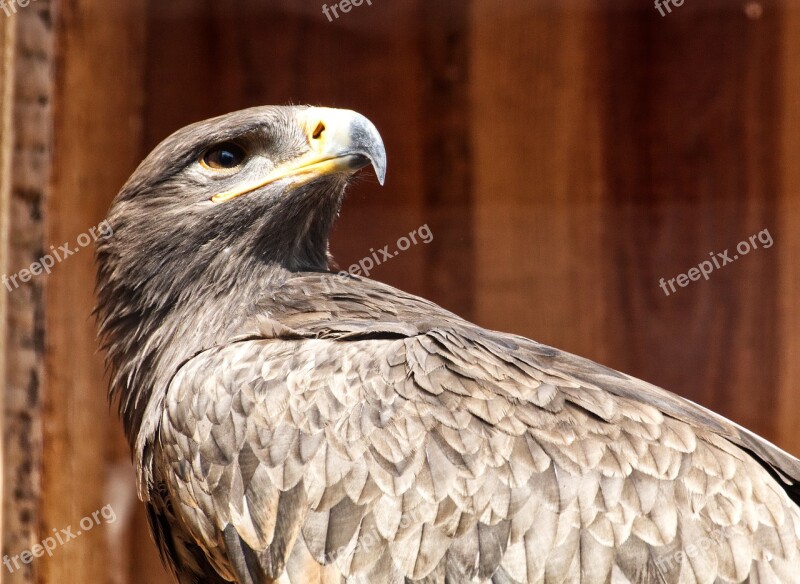 Bird Falcon Nature Bird Of Prey Animal World