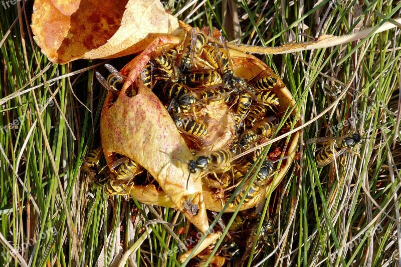 Wasp Wasps Insect Nature Close Up