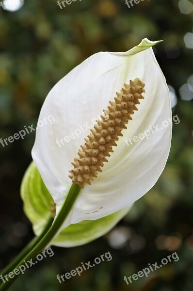 Flower White Spathiphyllum Free Photos