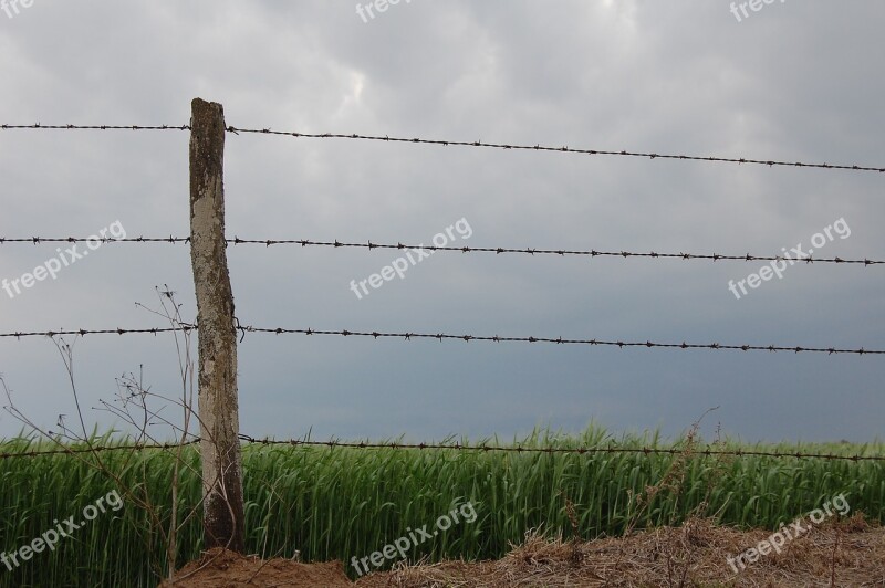 Field Wiring Planting Wire Landscape