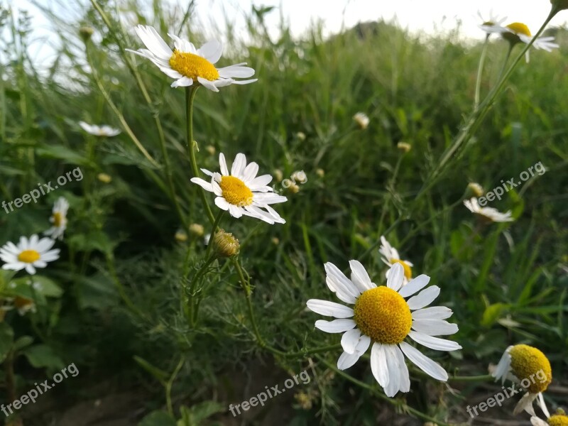 Daisies Meadow White Nature Meadow Margerite