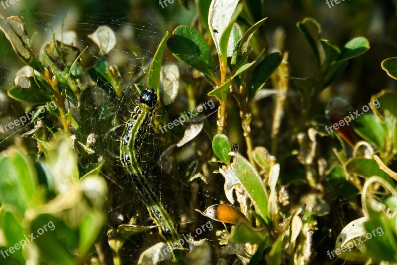 Boxwood Borer Book Boxwood Borer Caterpillar