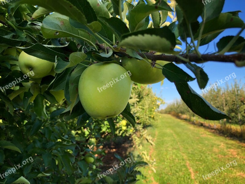 Apple Apple Tree Fruit Orchard Wood