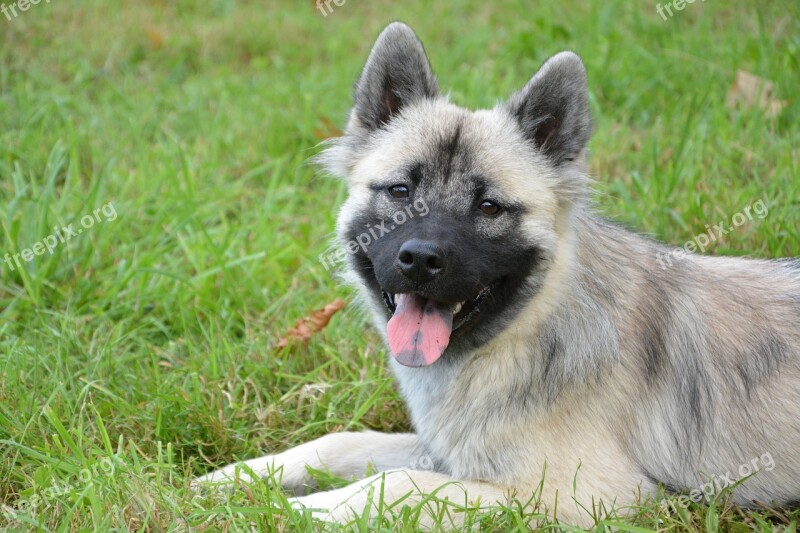 Dog Bitch Young Bitch Bitch Nova Dog Eurasier Lawn