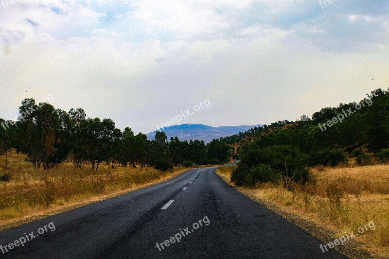 Woodland Road Natural Plant Forest