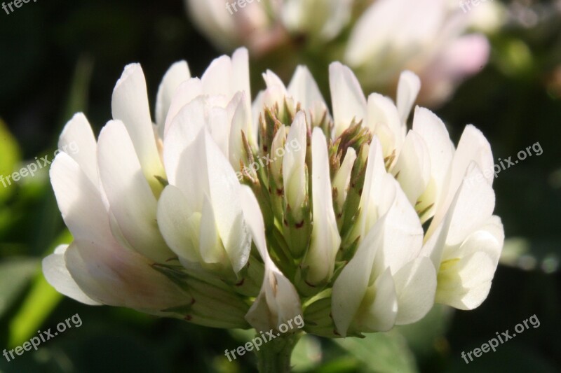 Clover Flower Macro Flora White