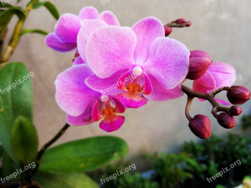 Orchids Natural Flaunted Beautiful Flowers Color