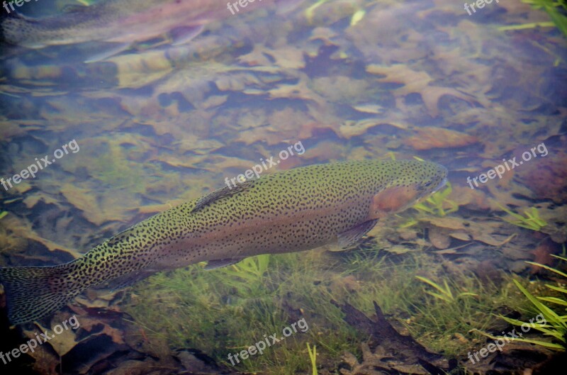 Fish Trout Salmon Stream Lake