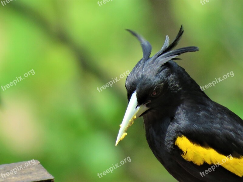 Yellow Winged Cacique Cacique Bird Feather Beak