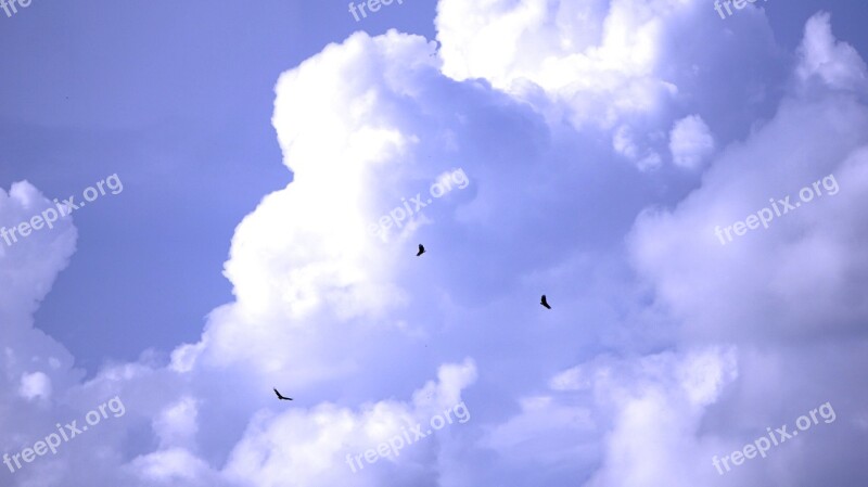 Birds Flying Sky Flying Birds Freedom