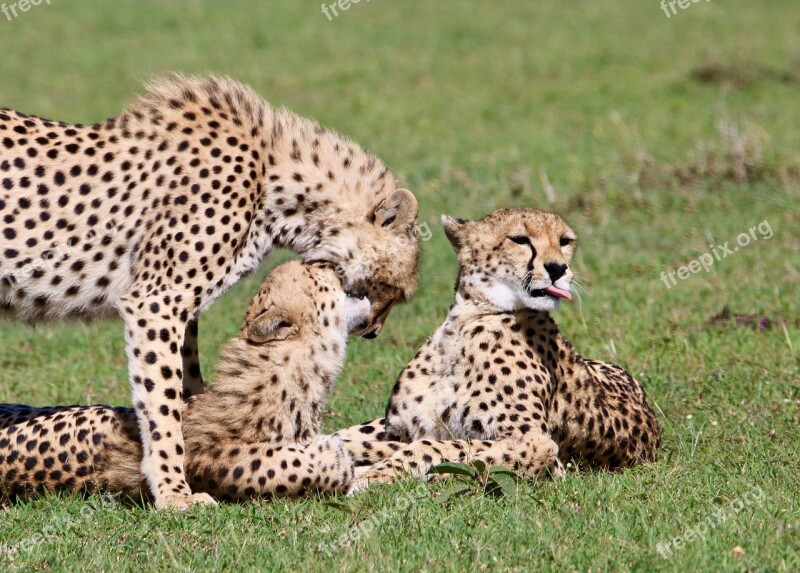 Masai Mara Cheetah Predator Free Photos