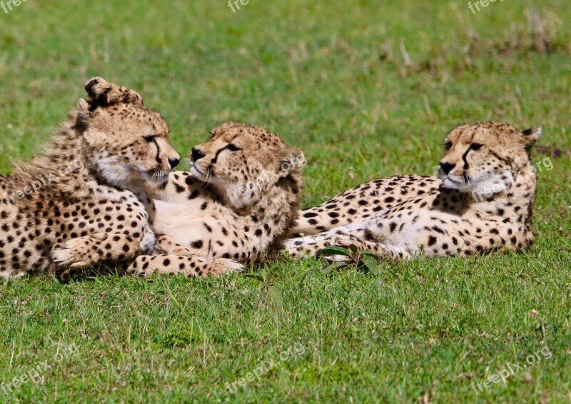 Maleika Africa Cheetah Free Photos