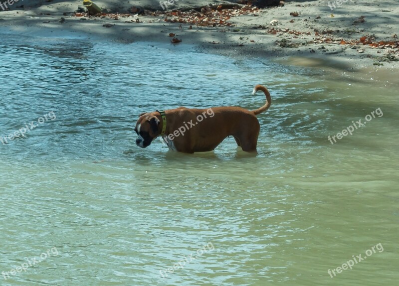 Dog Eb Animal World Of Nature Hairy