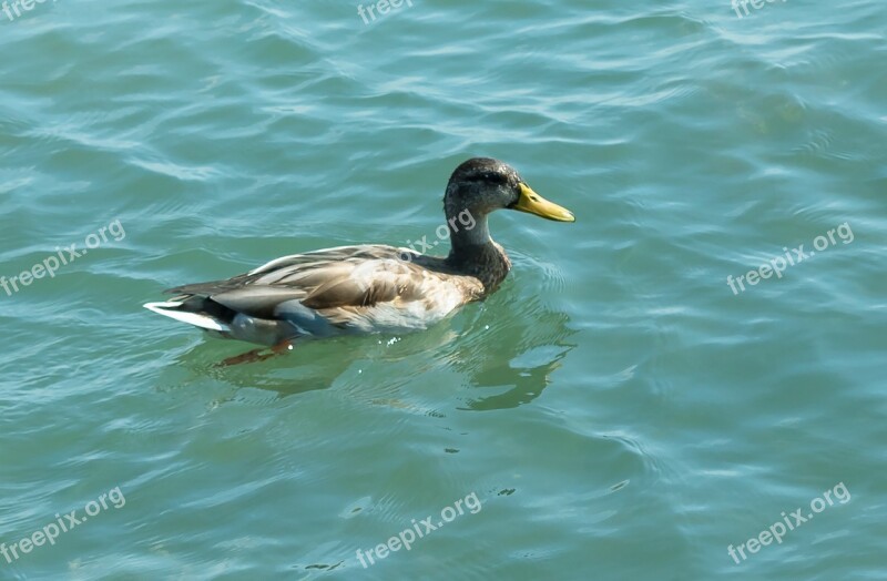 Wild Ducks Duck Animal Bird Water