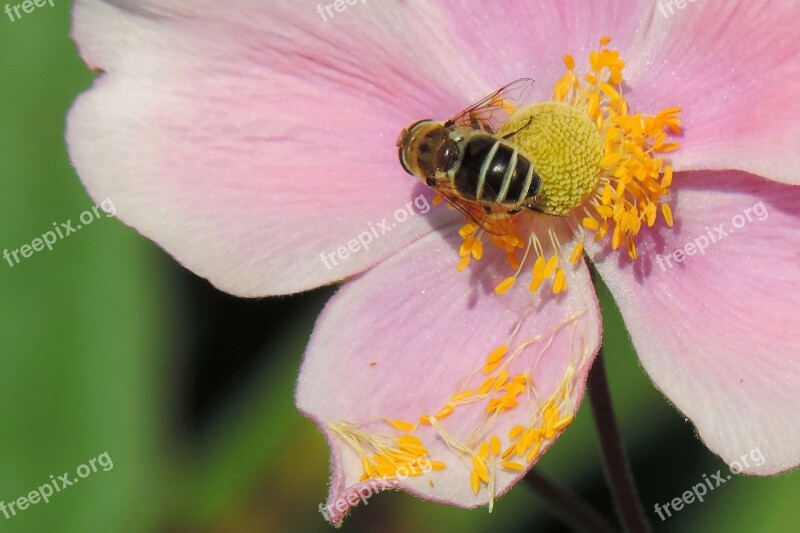 Blossom Bloom Insect Bee Cosmea