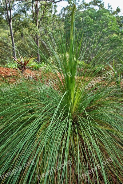 Xanthorrhoea Grass Tree Australia Green Nature