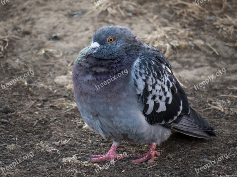 Dove City Pigeon Street Deaf Bird Plumage