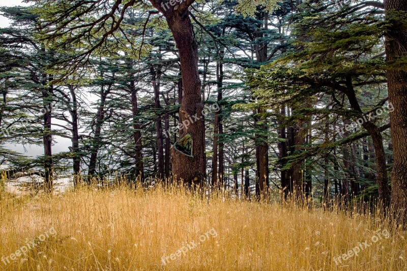 Forest Tree Wood Cedar Conifer