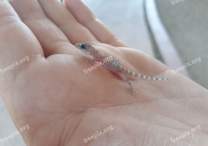 Gecko Reptile Tarentola Hand Bebe