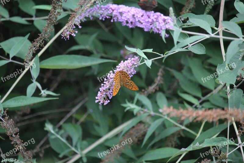 Butterfly Nature Insect Flower Ala